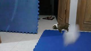 Anjing masuk rumah