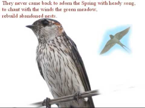 The swallows - from poem by the Armenian Gourgen M...