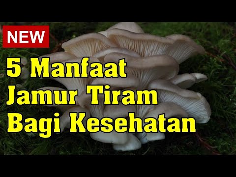 5 Manfaat Jamur Tiram Bagi Kesehatan