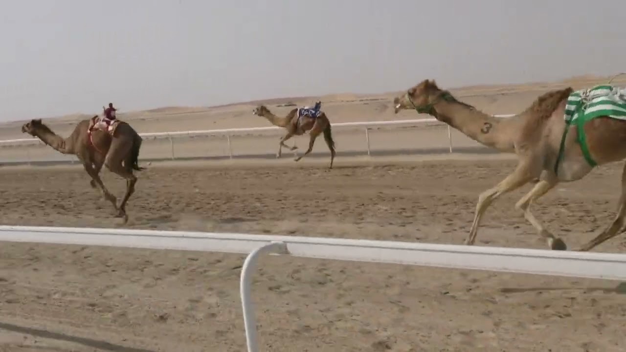 الشوط 9(طلايع) ل  جذلان محمد جذلان المزروعي توقيت 09:40