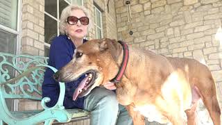 Pet Psychic Sonya Fitzpatrick talks about caring for your senior dog