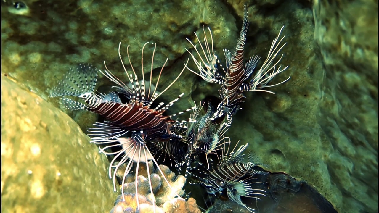 Diving around Nusa Laut, Maluku, Indonesia