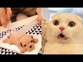 Dog Reaction to Cutting Cake 2020 - Funny Dog Cake Reaction Compilation