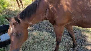 Tiny Camper Living Week 4   The Ranch Wildlife by Gentle Souls Animal Sanctuary Homestead 153 views 3 years ago 11 minutes, 44 seconds