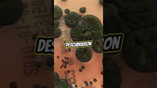 Hay un hongo en Chernobyl…que se alimenta de radiación.Sí… leíste bien #casosreales