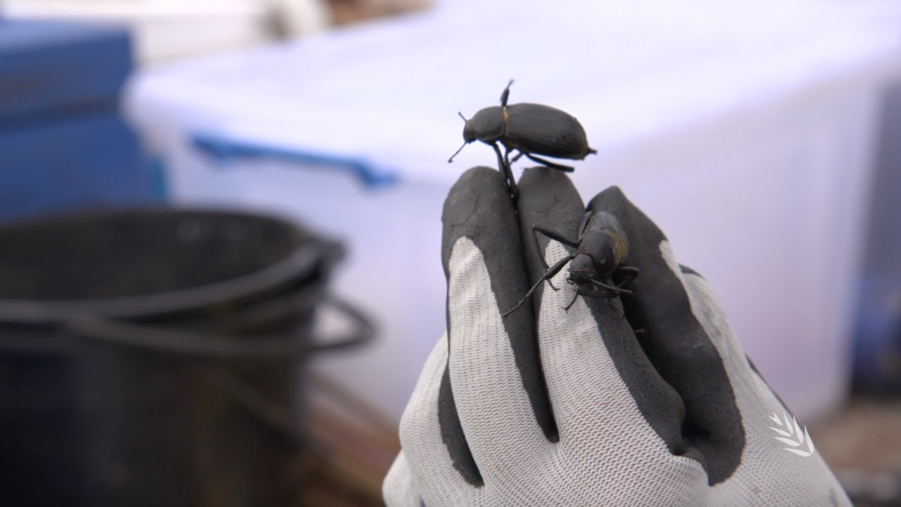 The impact of bushfires on invertebrate pests