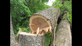 Nasty Cherrybark Oak Tried To Kill Me!