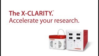 Time-lapse of a mouse brain being cleared with the X CLARITY™ Tissue Clearing System