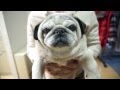 パグを抱っこしてみた！抱っこしてもブーブーうるさいパグ！Pug