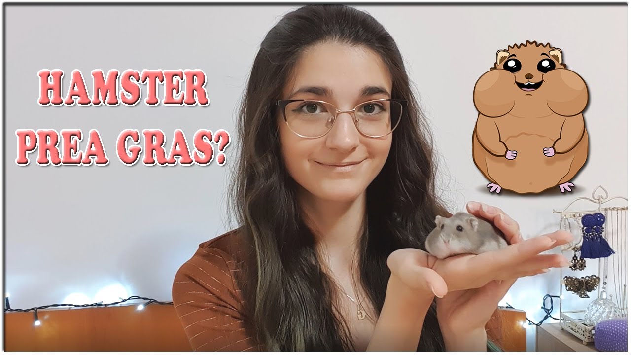 cum să faci hamster pitic să piardă în greutate)