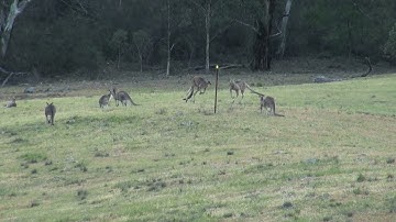Practical Skills in the Study of Animal Behaviour: Practical 1 Stage 2, Eastern Grey Kangaroos