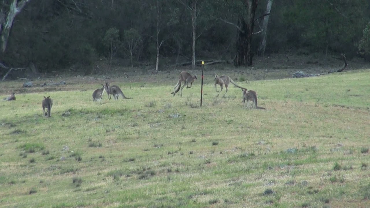 Practical Skills in the Study of Animal Behaviour: Practical 1 Stage 2, Eastern Grey Kangaroos