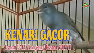 SUARA AMPUH!! PANCINGAN DAN MASTERAN KENARI SUPER GACOR - CEPAT RESPON DAN BUNYI [LS_156]