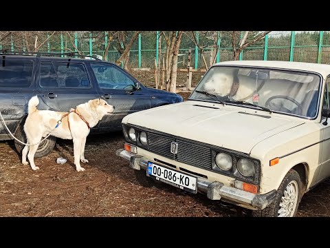 ქართული ნაგაზები შინო და თეთრი ხოდა 13/03/2021