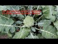 Как выращивать брокколи от А до Я