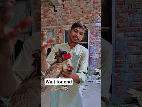 Khalas Miya Wali Madi Aseelmurga Viral Foryou