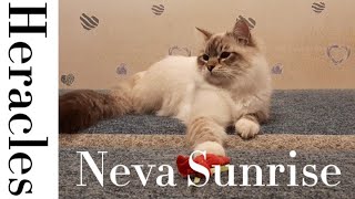 Heracles | Neva Sunrise by Neva Sunrise  121 views 2 years ago 35 seconds