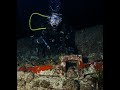 Ceppo d&#39;ancora romana - (REBREATHER) dicembre 2013