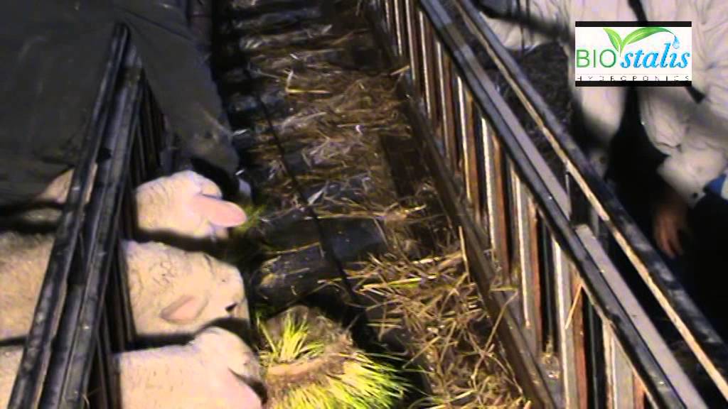 Sheep Farm That Uses Hydroponics Fodder Biostalis Youtube