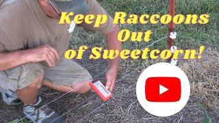 Keep Raccoons Out Of Sweetcorn
