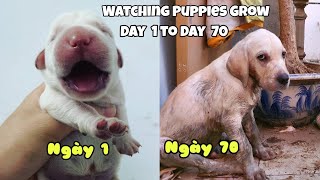 5 Giây Mỗi Ngày  Cún Con Đã Lớn Lên Như Thế Nào | Watching Labrador Puppies Grow