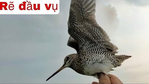 Loại lưới Bẫy rẽ giun tốt nhất hiện nay