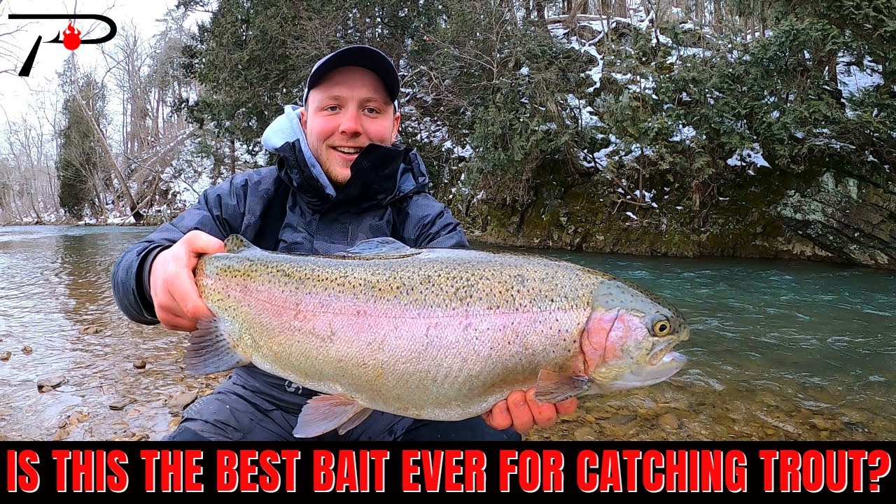 Is This the Best Bait Trout Bait Ever? 
