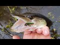 Micro Jigging Micro Pike! BIG Suprise Catch!