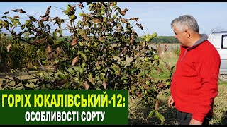 видео: №213 Горіх  картинка: №213 Горіх