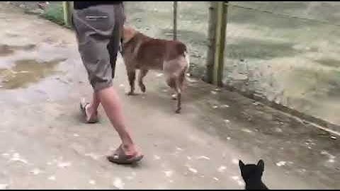 Mông cộc vàng cháy