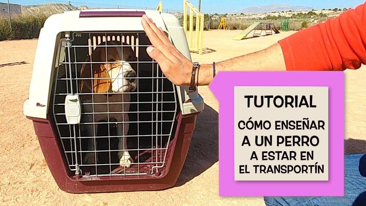 Cómo hacer una jaula para perros o transportín paso a paso