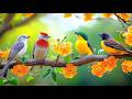 Birdsong Piano The Ultimate Reset For High Stress Workdays 