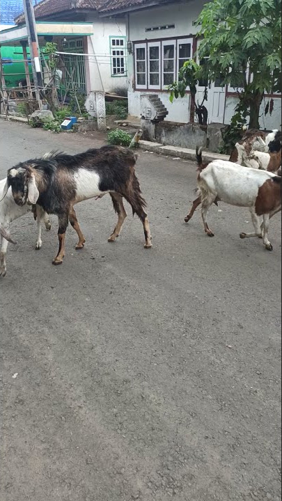 angon wedhus (goat) #shorts