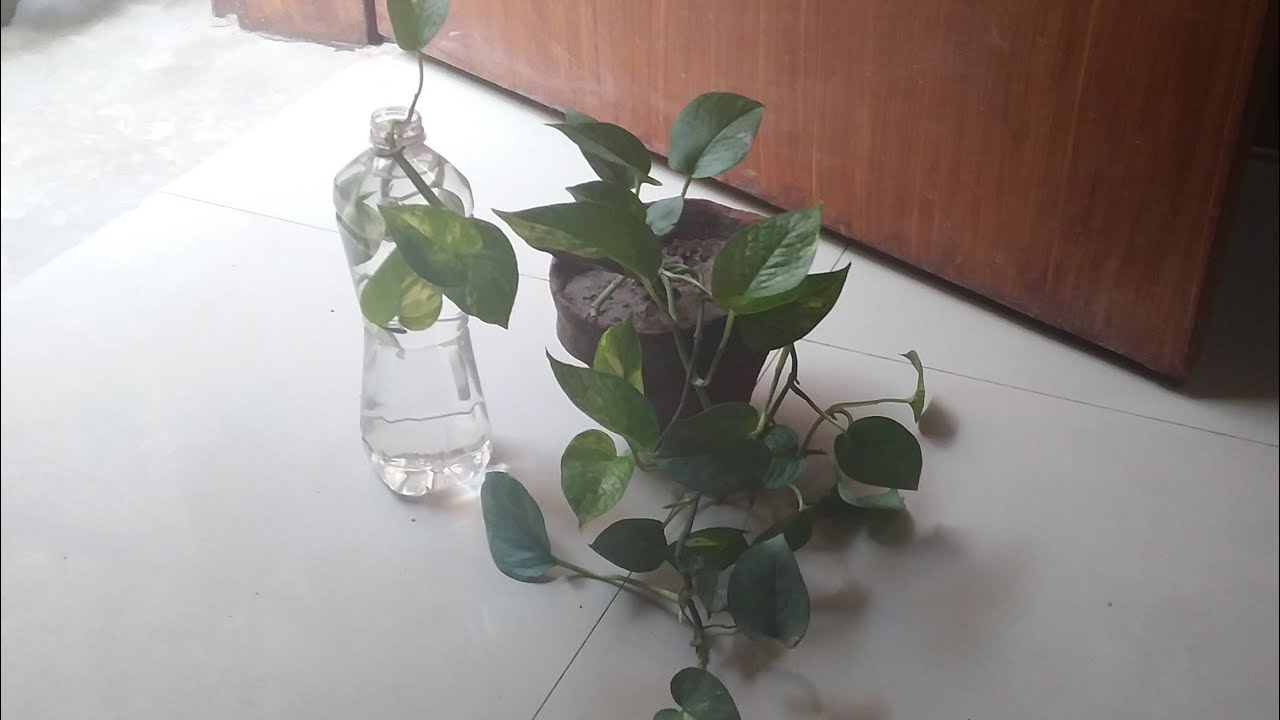 Money Plant / Water Plant we can easily grow in our homes Lahore