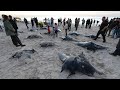 سمك الوطواط يغزو شاطئ قطاع غزة | AFP