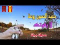 صيد الحسون المهاجر في البرية بواسطة الشبكه الأرضية و أنثى التحريك صيد ممتع صيد الحسون المهاجر في البرية بواسطة الشبكه الأرضية و أنثى التحريك صيد ممتع
