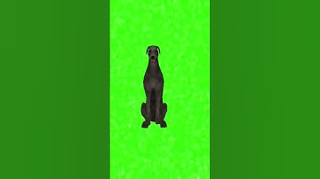 Dog sitting green screen