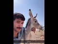 عطا الحمار وجه وورط به عطا الحمار وجه وورط به