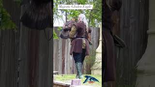 Majestic Golden Eagle Falconry At Scarborough Renaissance Festival Resimi