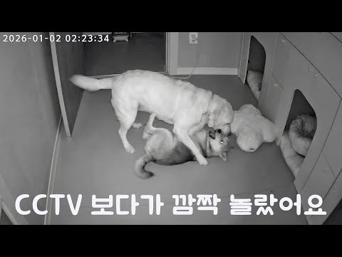 착한 척했던 리트리버, 주인 없을 때 진짜 모습.avi