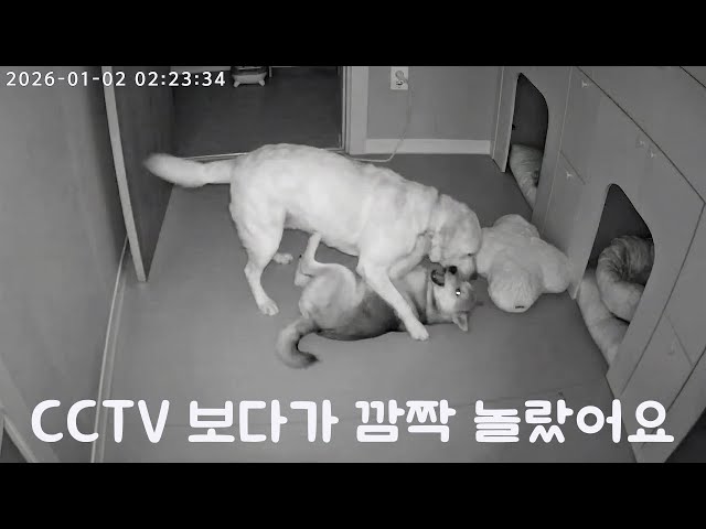 착한 척했던 리트리버, 주인 없을 때 진짜 모습.avi