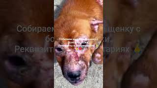 РЕКВИЗИТЫ В ШАПКЕ ПРОФИЛЯ. Не будьте равнодушными… #рек #рекомендации #помощьбездомным #приют