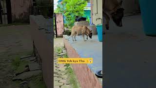Zamenhof’s 👽 #viral #animals