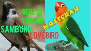 masteran murai Lovebird jeda 1-3 menit gereja tarung