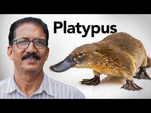 പ്ലാറ്റിപ്പസ് ‌- മുട്ടയിടുന്ന, വിഷമുള്ള സസ്തനി! Duck Bill, Beaver Tail & Venom - Platypus #malayalam