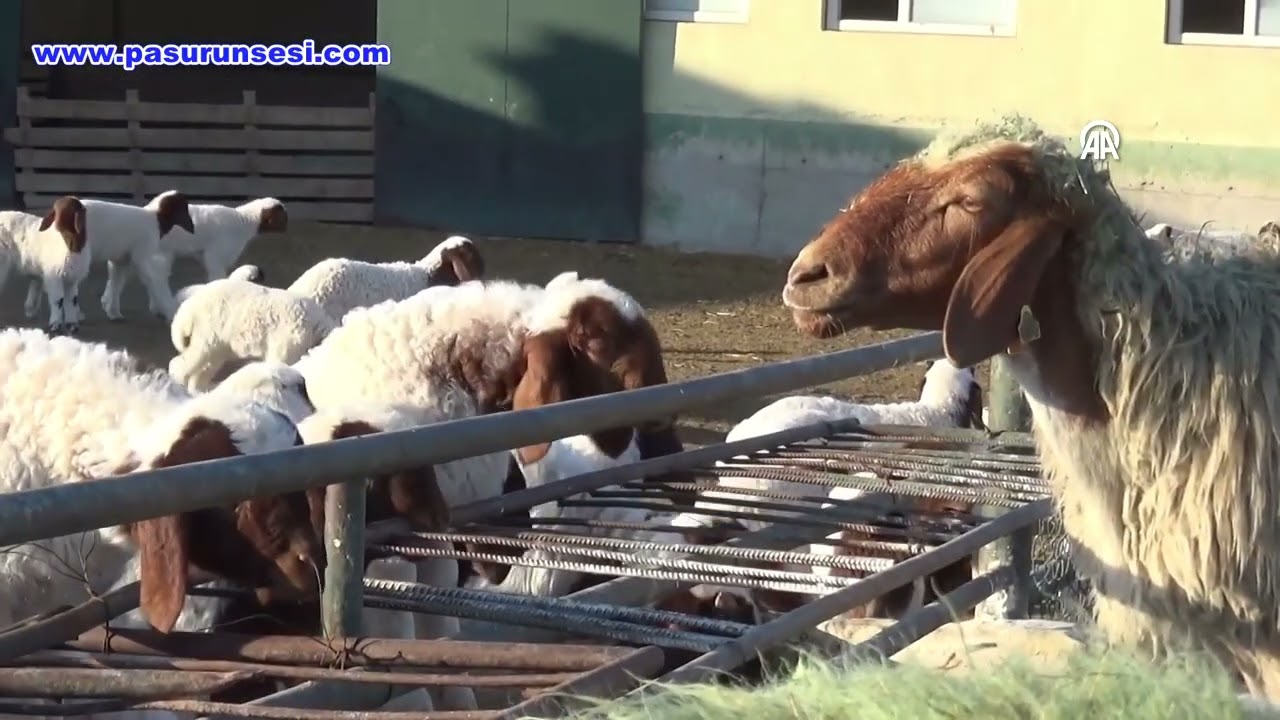 Ceylanpınar’da 2024’te 60 bin ivesi kuzusu doğdu