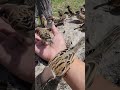 私の友達 #bird
