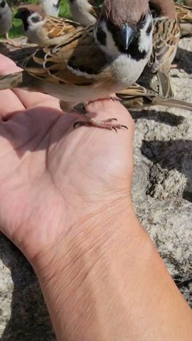 私の友達 #bird