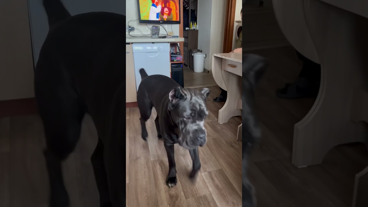 Тайра заигрывает с Антоном 