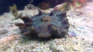 Pectinia Coral Time Lapse